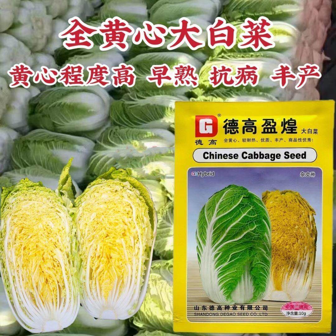 德高盈煌大白菜种子黄心大白菜种子秋季抗根肿病能力强德高菜种子