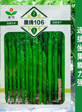 韩国进口黑线106线椒种子深绿线椒顺直线椒种子高产线椒辣椒苗子