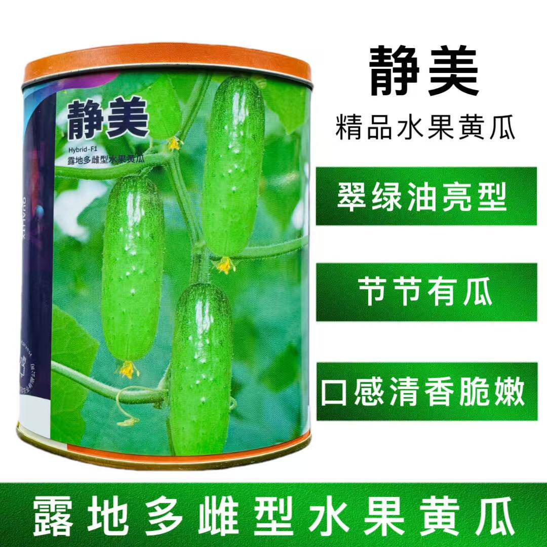静美水果黄瓜种子中早熟油亮型强雌小刺瘤抗病高产耐低温大田种孑