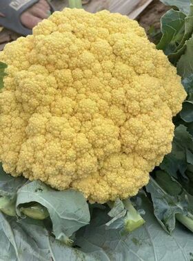 尚品橙100天橙黄色花菜种子彩色花椰菜种籽橙色免盖球松花菜种籽