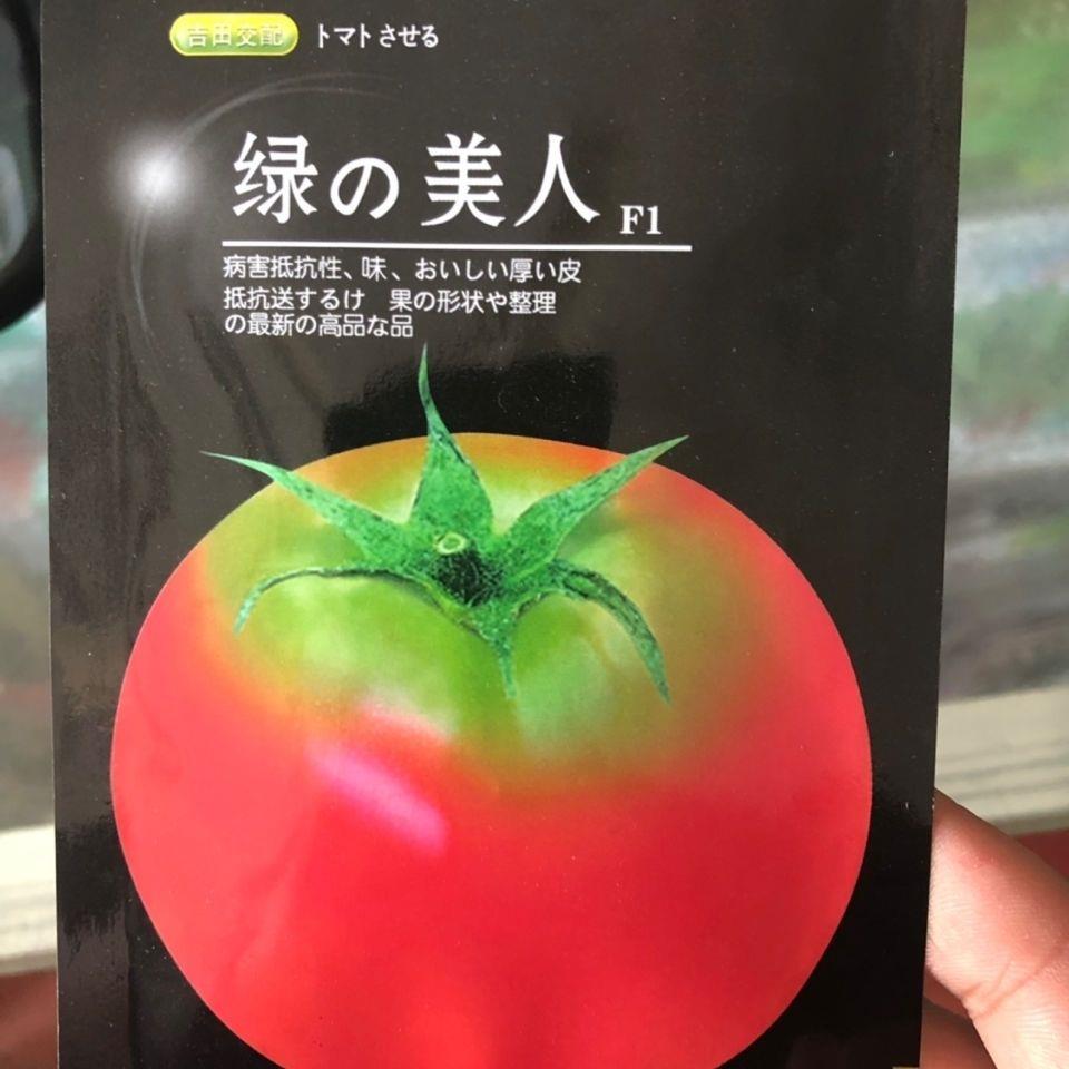 绿美人番茄种子高产抗病春