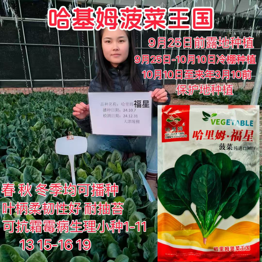 哈里姆福星进口菠菜种子杂交一代中早熟抗病耐热耐寒菠菜籽种原装