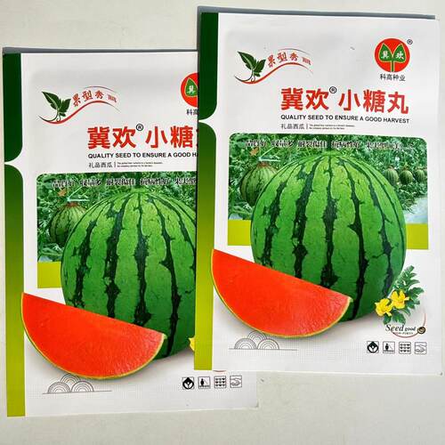 冀欢小糖丸高档礼品西瓜种子口感好薄皮高糖早熟高产商品性佳春播