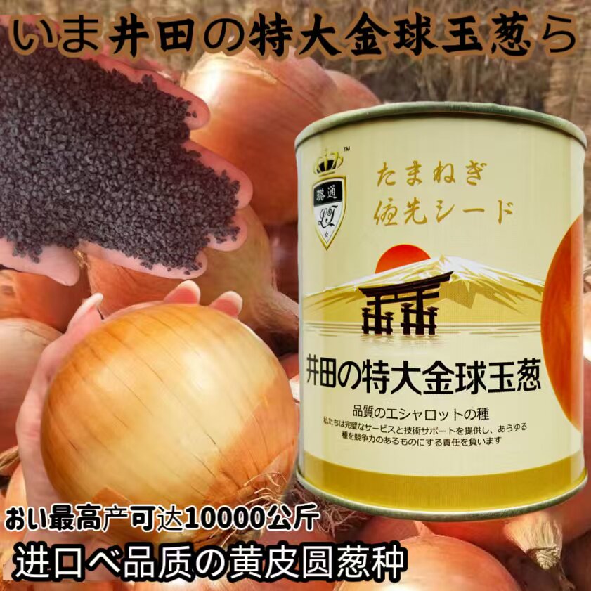 井田特大金球玉葱洋葱种子国外引进优质大果高产抗病商品佳春秋播