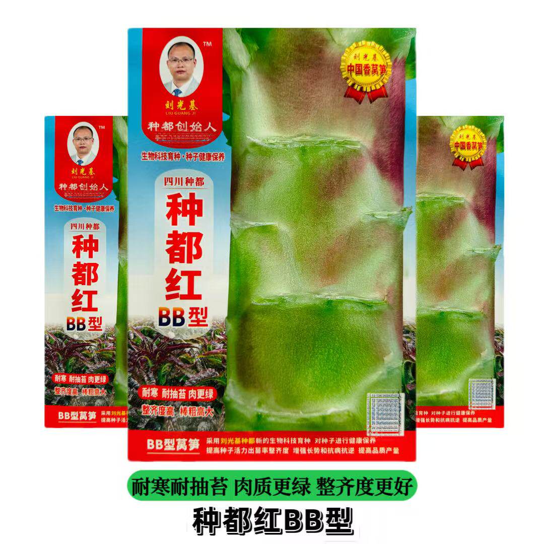 种都红BB型莴笋种子10克耐寒耐抽苔整齐度好肉更绿红尖叶香莴笋