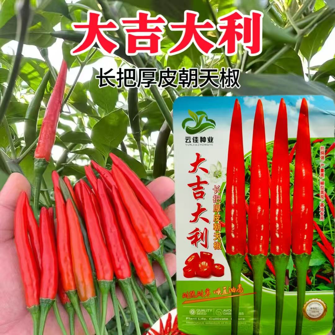 大吉大利朝天椒种子大果厚皮长把朝天椒高产正品大吉大利辣椒种子