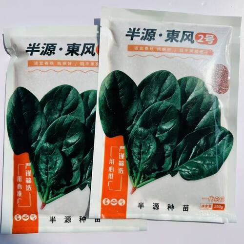 半源东风2号进口菠菜种子早熟杂交菠菜叶色黑绿抗病性强春秋种植