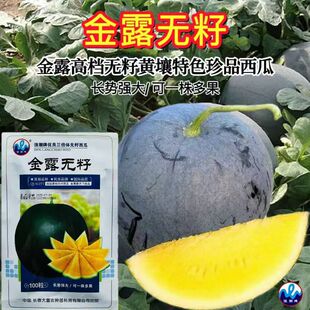 金露无籽高档西瓜种子特大黑皮黄瓤西瓜种子无籽西瓜长势强大田种
