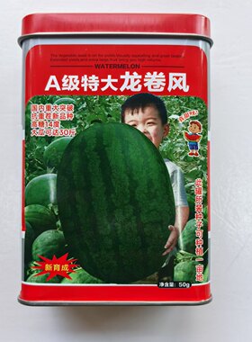 A级高抗龙卷风西瓜籽皮薄大棚栽培产量高一四季龙卷风西瓜种子