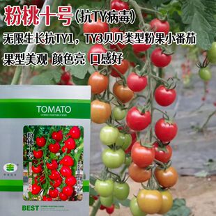粉桃十号粉果小番茄种子无限生长抗病杂交口感好贝贝樱桃番茄种籽