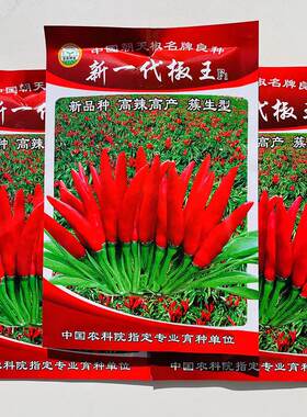 新一代椒王辣椒种子高辣特辣簇生型超辣中华红小米辣椒朝天椒种籽