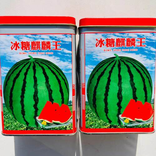 冰糖麒麟王西瓜种籽抗病早熟品质好西瓜种子大田基地春夏季播种孑