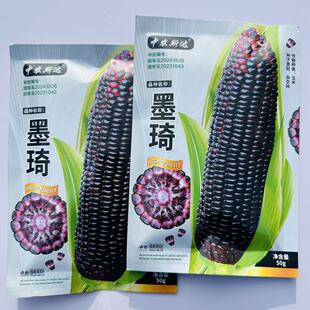 墨琦水果黑玉米种子生吃的水果玉米品种营养丰富黑色甜玉米轴紫色
