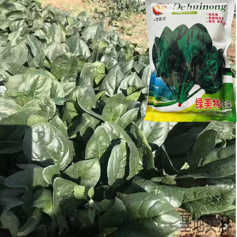 大叶菠菜种子四季蔬菜秋冬籽种阳