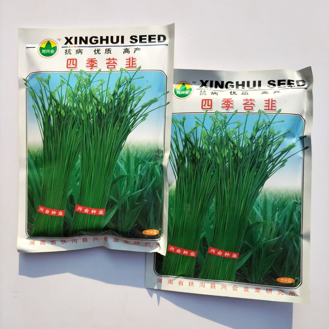 四季苔韭新育苔韭王种籽青韭苔种子耐寒抗病叶苔兼用大田蔬菜种孑
