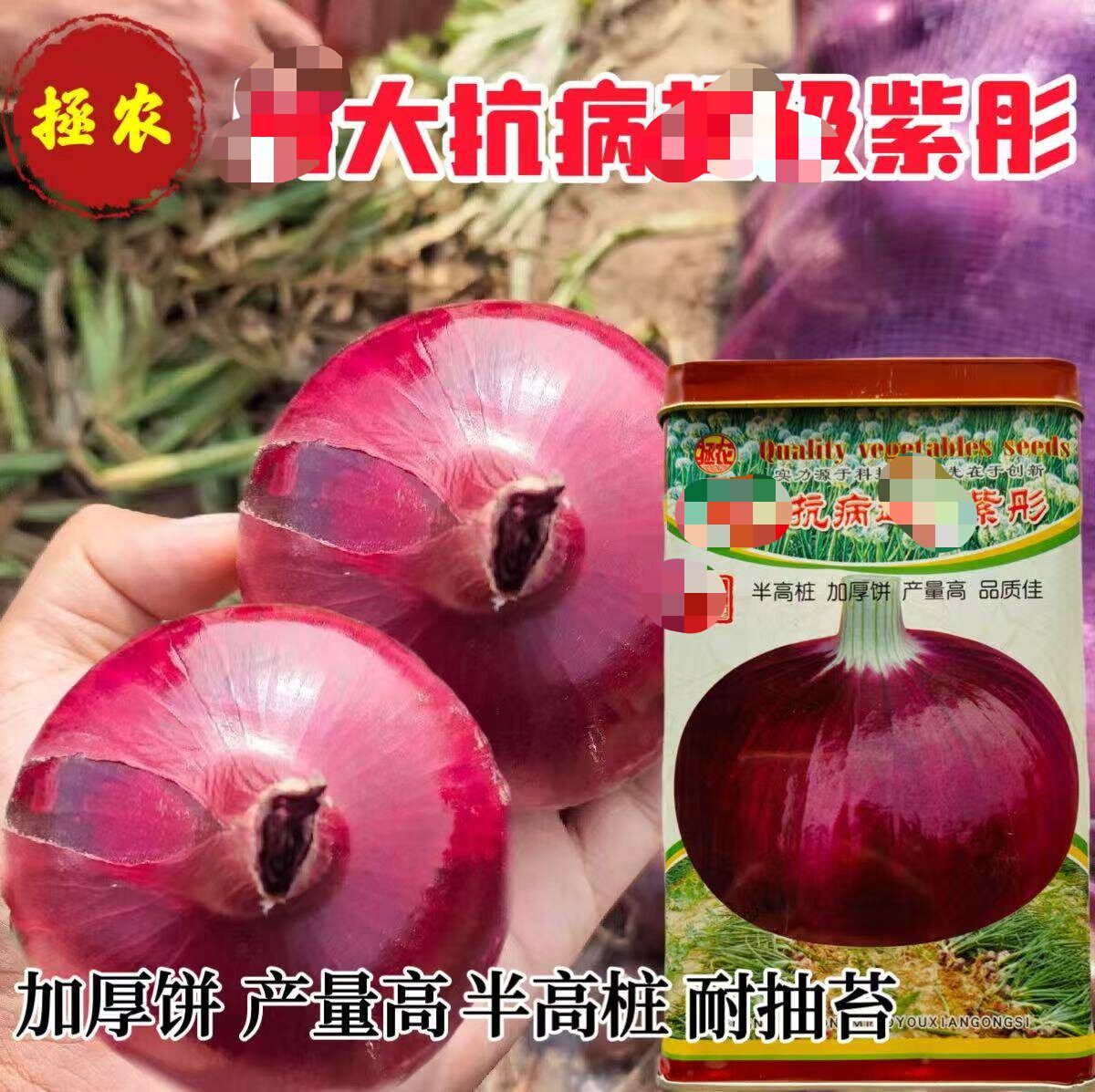 特大抗病紫彤洋葱种子优质高产抗病深紫春秋优选种250克半高桩型