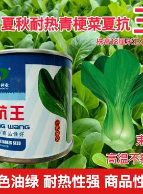 德赛种业 夏抗王 夏之美青梗菜种子一代交配夏秋耐热青梗菜种子