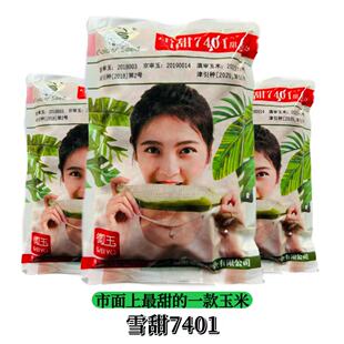 珍真棒雪玉雪甜7401甜玉米种子甜鲜食玉米杂交种籽冰糖水果玉米籽