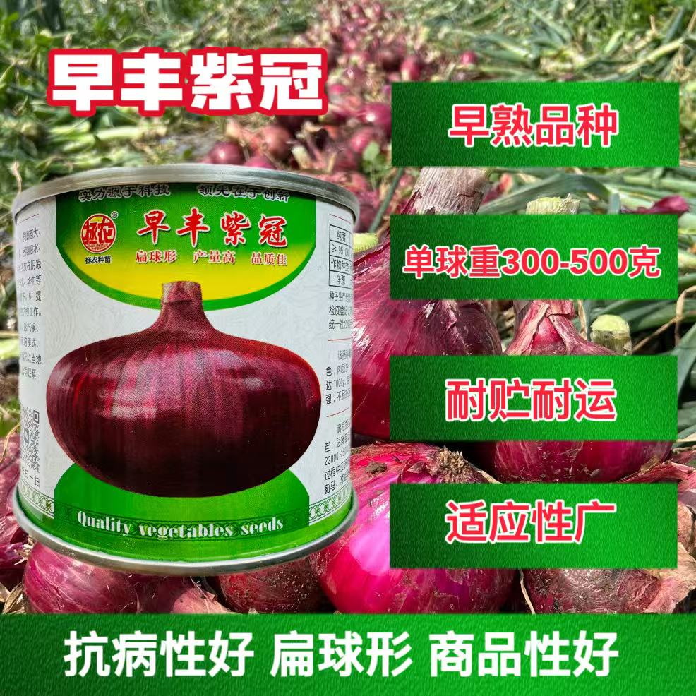 早丰紫冠早熟洋葱种子 深紫红皮平桩半高桩洋葱种子葱头种子籽孑