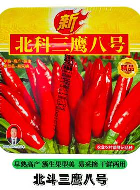 北科三鹰八号朝天椒种子早熟高产干鲜两用辣椒种籽大果红辣椒大田