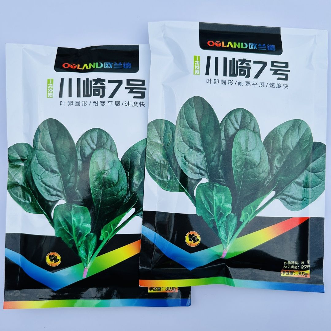 耐寒菠菜种子原装正品川崎7号菠菜高产杂交春秋季耐寒波菜籽包邮