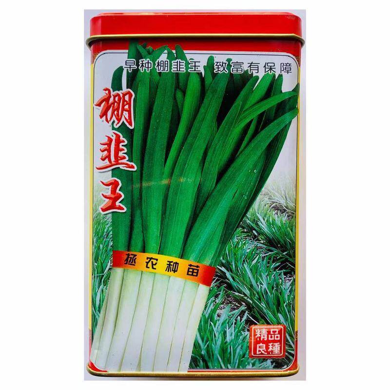 拯农棚韭王耐寒不休眠韭菜种子250g直立大宽叶白根韭菜种籽耐倒伏