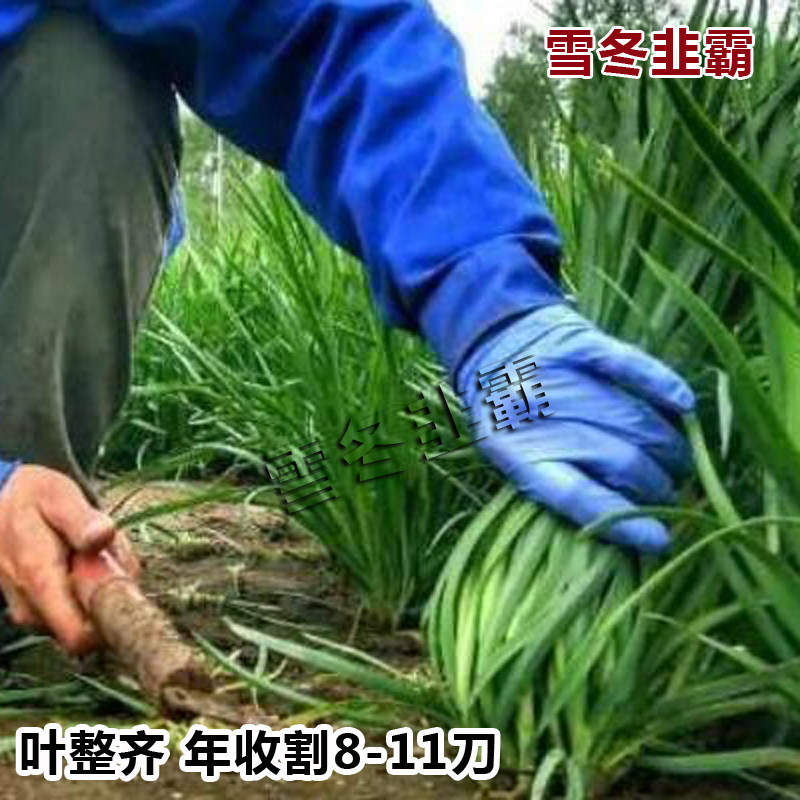 雪冬韭霸韭菜种子冬季不休眠品种