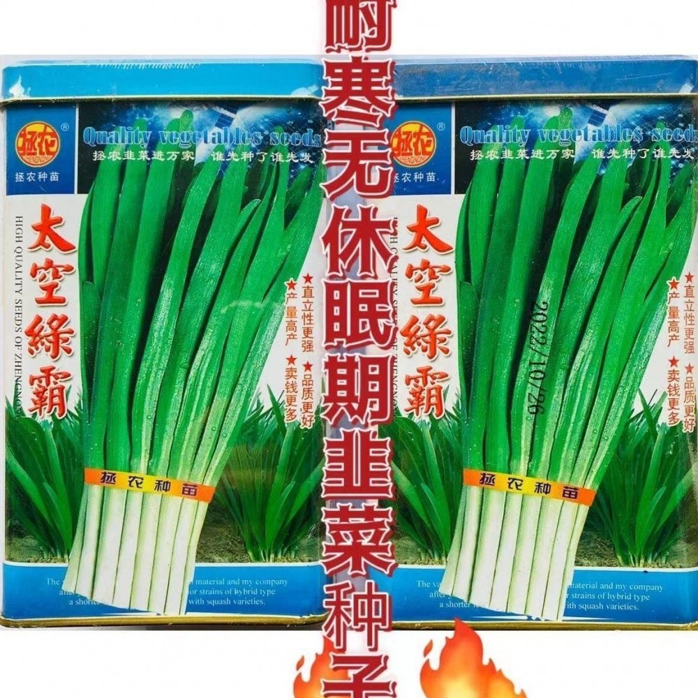 太空绿霸不休眠宽叶韭菜种子250g直立耐寒白根韭菜种籽子叶色浓绿