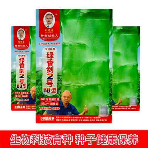 种都绿香剑2号BB型青莴笋种子青皮青肉青尖叶清香味高产耐热耐寒