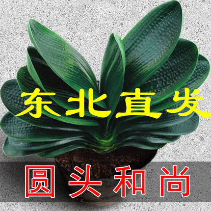 东北精品名贵圆头和尚君子兰盆栽老苗四季花卉植物室内花绿植好养