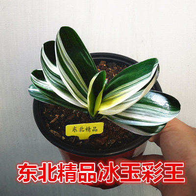 东北长春精品君子兰盆栽花卉冰绿彩兰小苗瓷白金丝鸳鸯覆轮彩绿植