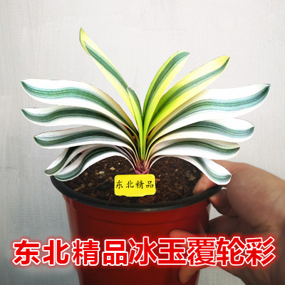 东北长春精品君子兰小苗瓷白覆轮彩兰鸳鸯一线天金丝盆栽花卉绿植