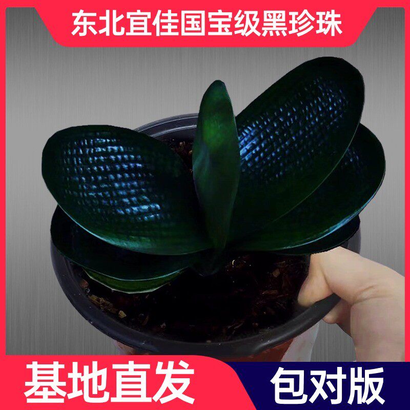 君子兰精品名贵特级黑珍珠小苗短叶麻脸圆头和尚立板宽叶盆栽花卉