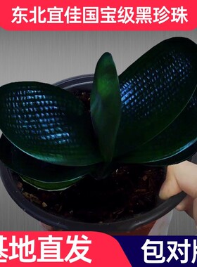 君子兰精品名贵特级黑珍珠小苗短叶麻脸圆头和尚立板宽叶盆栽花卉