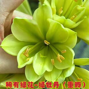 12号东北名贵君子兰多瓣香味绿花精品盆栽麻脸油匠绿植