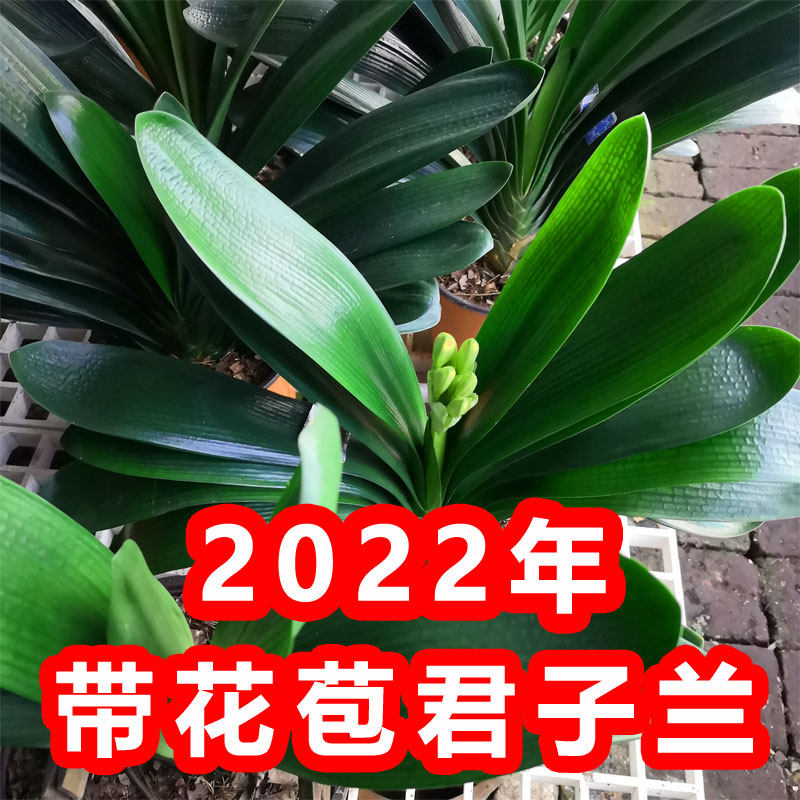 东北开花君子兰精品带花苞大苗盆栽四季年宵花卉客厅室内绿植花卉