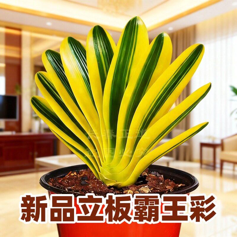 东北精品名贵彩叶君子兰 立板霸王彩兰 高端绿植金边鸳鸯盆栽种子