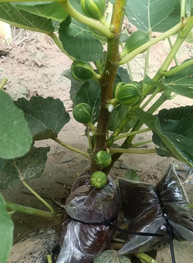 多品种无花果高压包，周末发货，BNR、变异双色山、黑尔、久留米