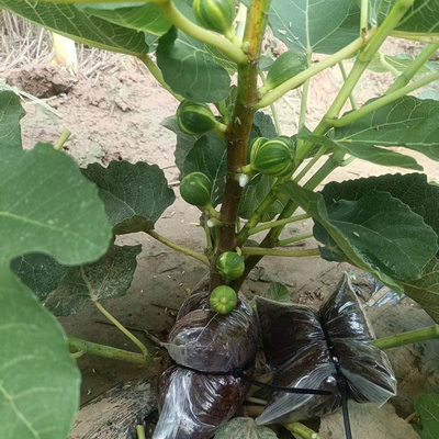 无花果高压包，变异双色山BNR