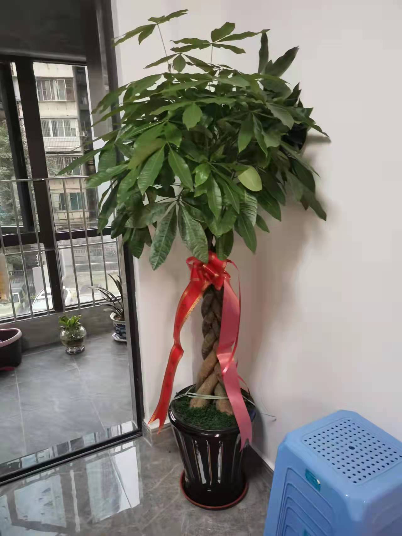 福州同城花店绿植发财树盆栽办公