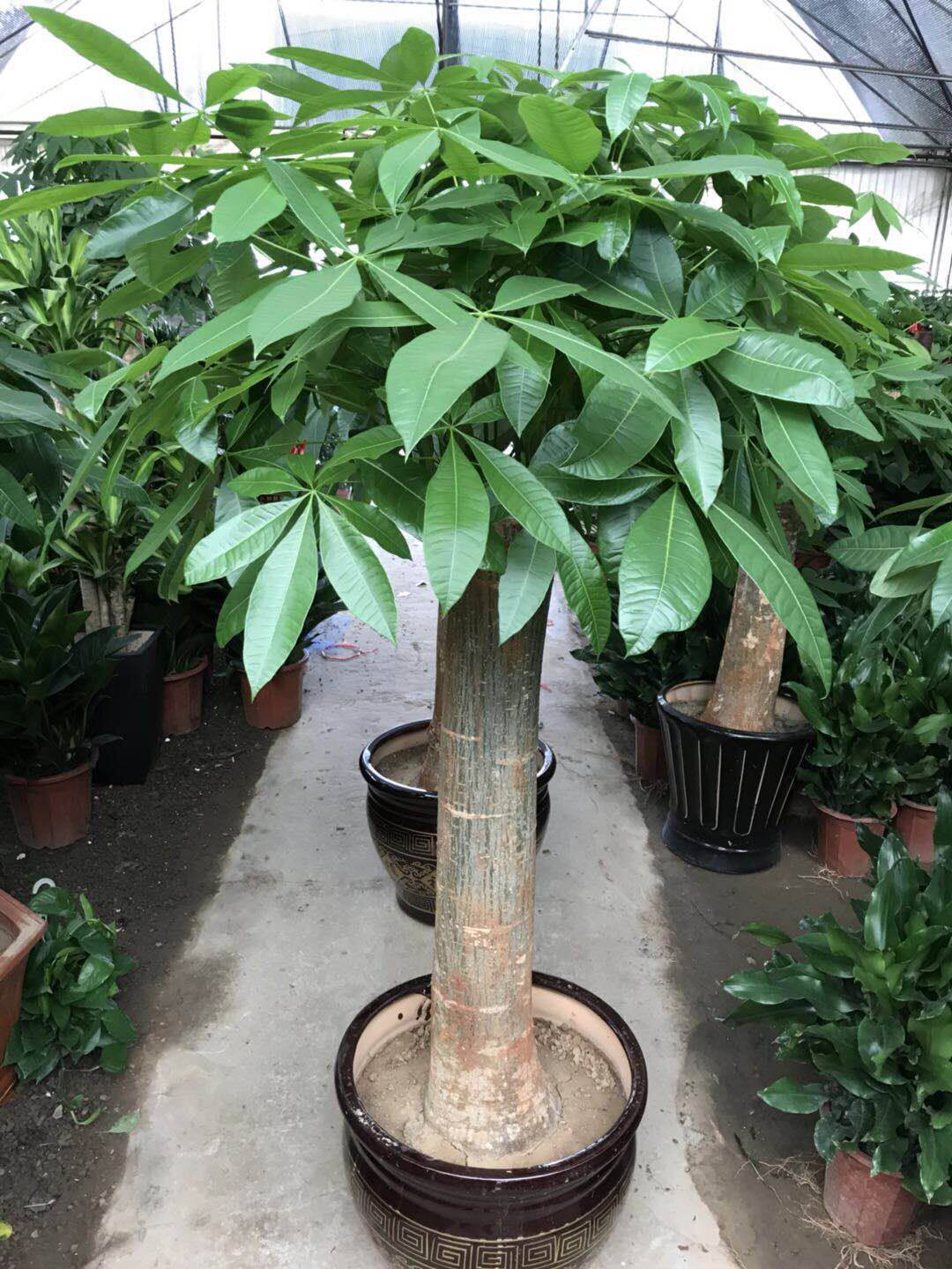 福州鲜花绿植单杆发财树盆栽办公绿化植物开业送礼物客厅乔迁送礼