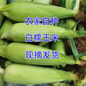 重庆合川白糯玉米农家新鲜甜糯玉米棒现摘带皮黏苞谷孕妇小孩包邮