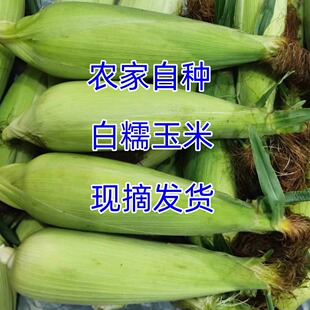 重庆合川白糯玉米农家新鲜甜糯玉米棒现摘带皮黏苞谷孕妇小孩包邮