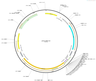荧光素酶活性实验/pGreen-0800-II载体/载体构建/载体图绘制