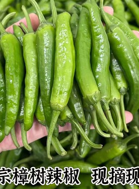 湖南5斤樟树小辣椒新鲜产地现摘现发薄皮嫩青椒炒肉饭店同款包邮
