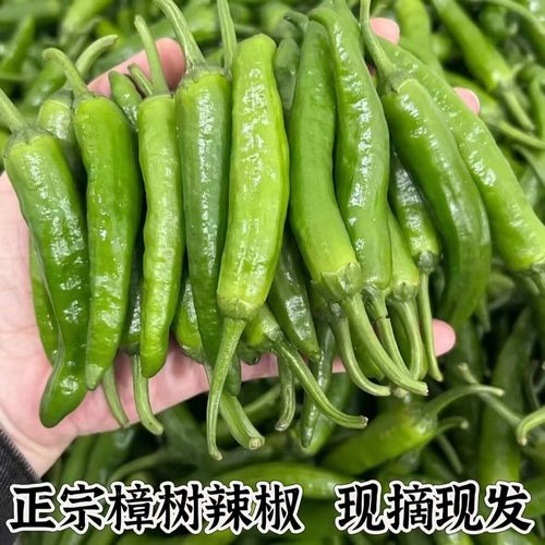 湖南5斤樟树小辣椒新鲜产地现摘现发薄皮嫩青椒炒肉饭店同款包邮