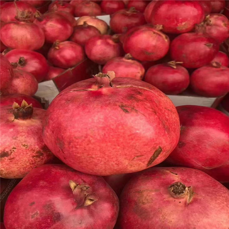 全部结缘新疆和田大石榴 老品种石榴 纯属跑腿  国庆福利5公斤装