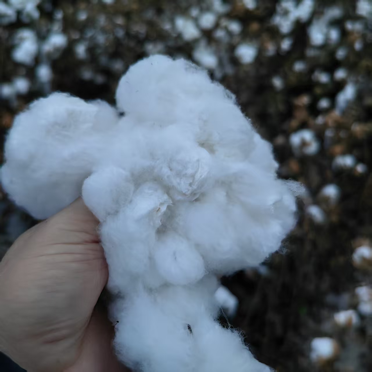 已抢完~新疆好棉絮自助团