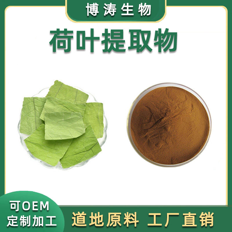 荷叶碱黄酮荷叶提取物生物碱粉末