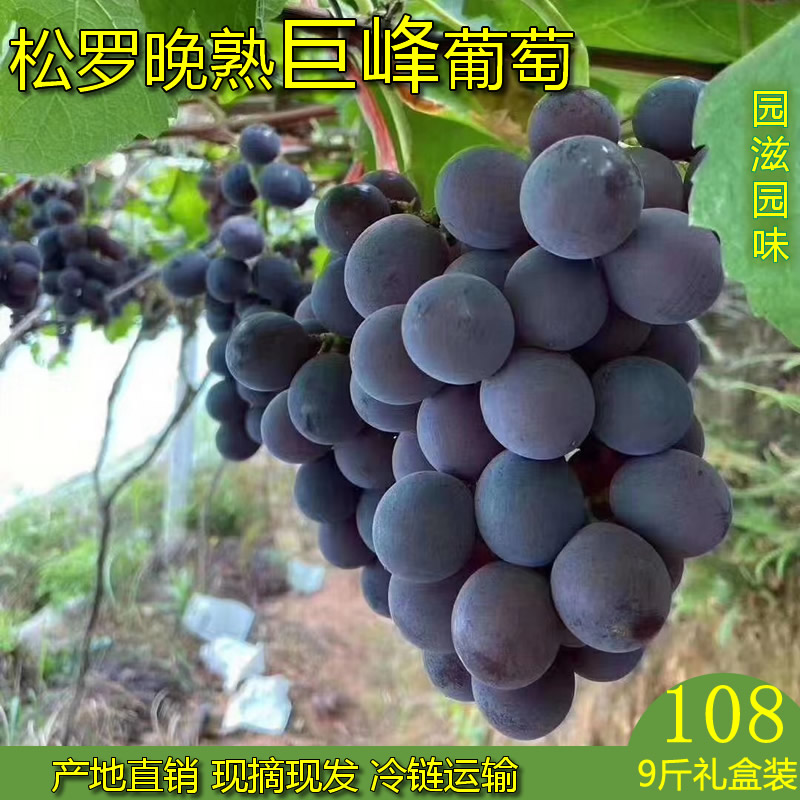 松罗晚熟葡萄葡萄超甜现摘新鲜